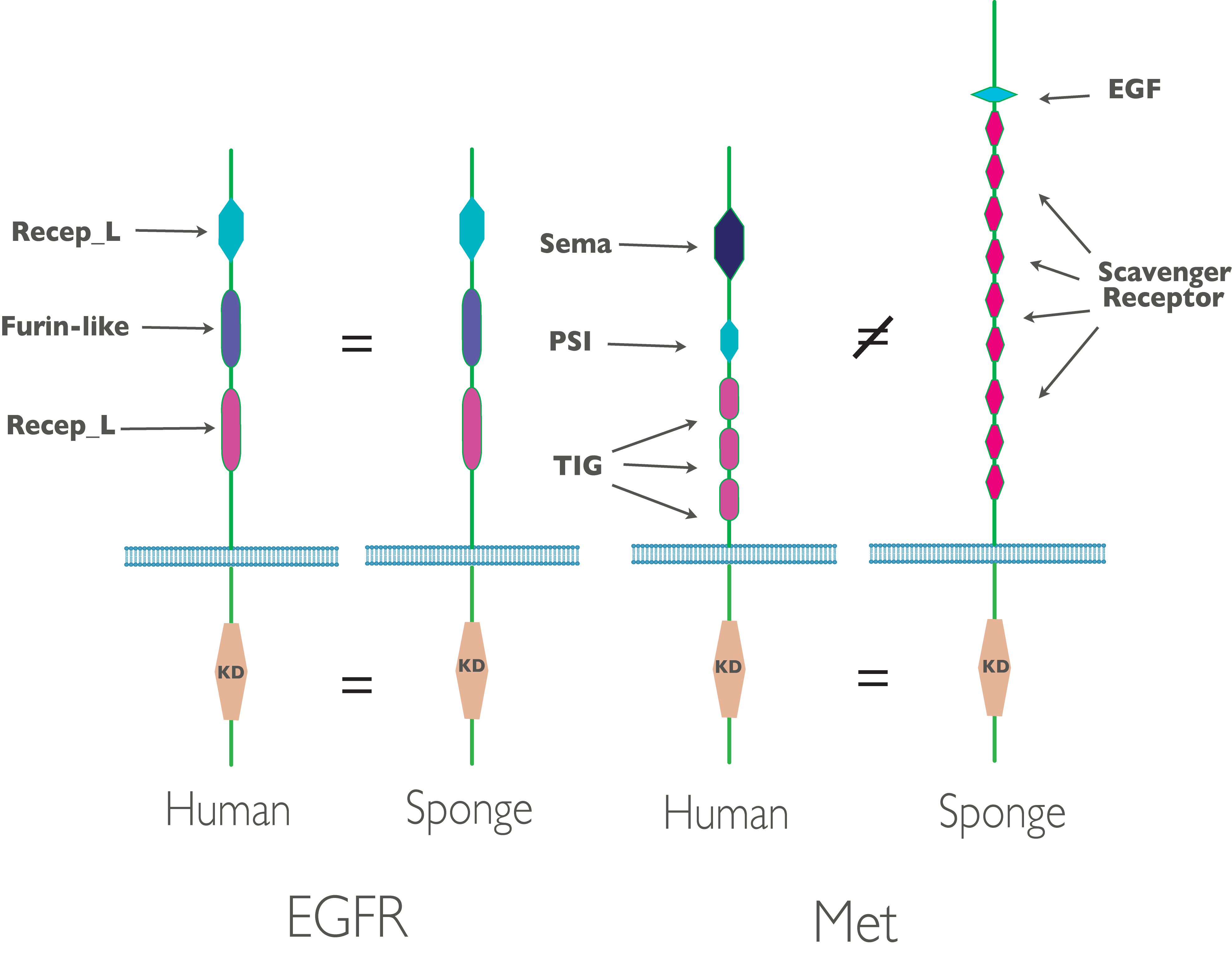 Some amphimedon queenslandica receptor tyrosine kinase domain structures